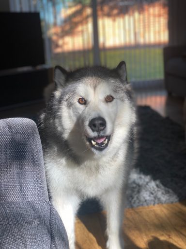 Alaskan Malamute